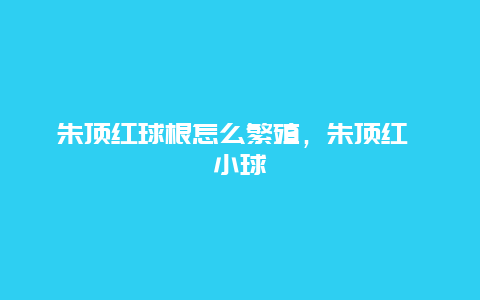 朱顶红球根怎么繁殖，朱顶红 小球