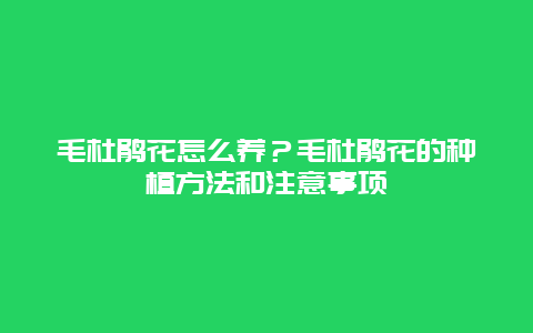 毛杜鹃花怎么养？毛杜鹃花的种植方法和注意事项