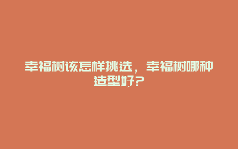 幸福树该怎样挑选，幸福树哪种造型好?