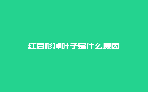 红豆杉掉叶子是什么原因