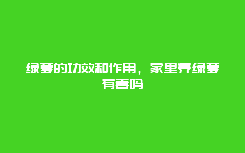 绿萝的功效和作用，家里养绿萝有毒吗