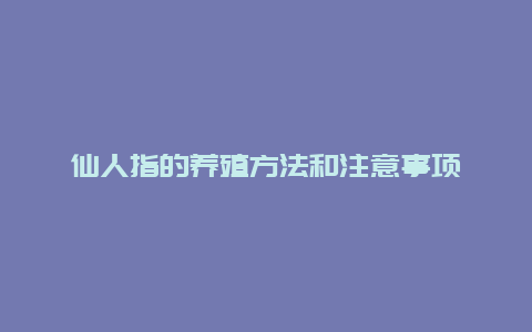 仙人指的养殖方法和注意事项