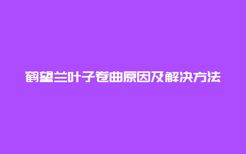 鹤望兰叶子卷曲原因及解决方法