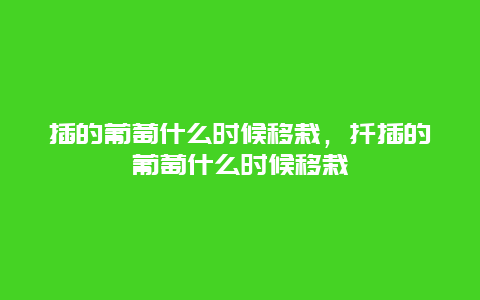 插的葡萄什么时候移栽，扦插的葡萄什么时候移栽