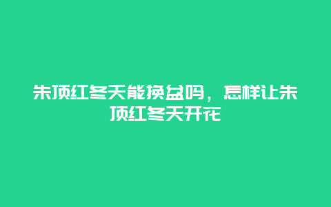 朱顶红冬天能换盆吗，怎样让朱顶红冬天开花