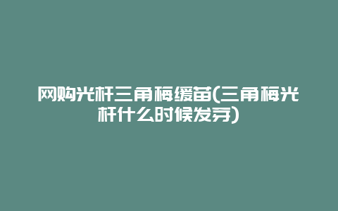 网购光杆三角梅缓苗(三角梅光杆什么时候发芽)