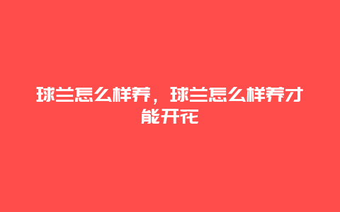 球兰怎么样养，球兰怎么样养才能开花