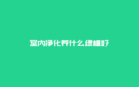 室内净化养什么绿植好