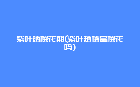 紫叶矮樱花期(紫叶矮樱是樱花吗)