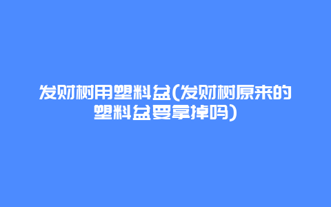 发财树用塑料盆(发财树原来的塑料盆要拿掉吗)