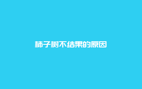 柿子树不结果的原因