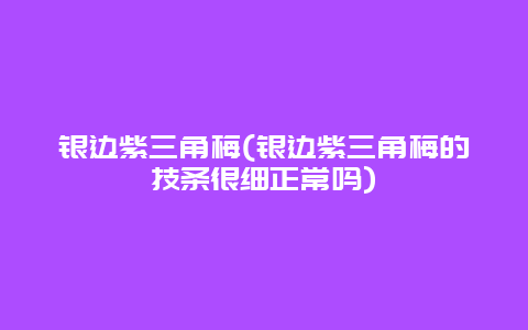 银边紫三角梅(银边紫三角梅的技条很细正常吗)