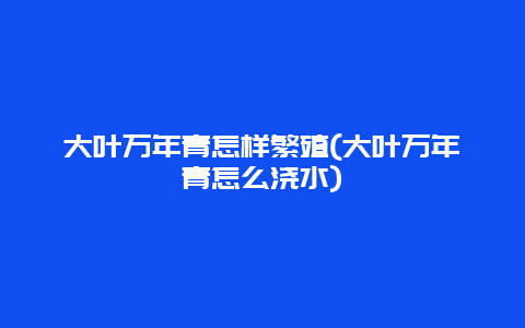 大叶万年青怎样繁殖(大叶万年青怎么浇水)