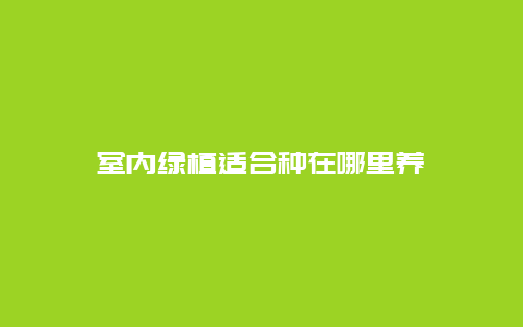 室内绿植适合种在哪里养