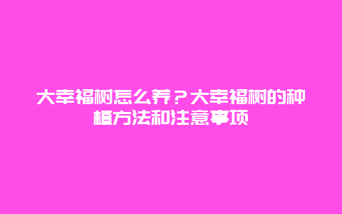 大幸福树怎么养？大幸福树的种植方法和注意事项