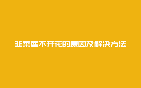 韭菜莲不开花的原因及解决方法