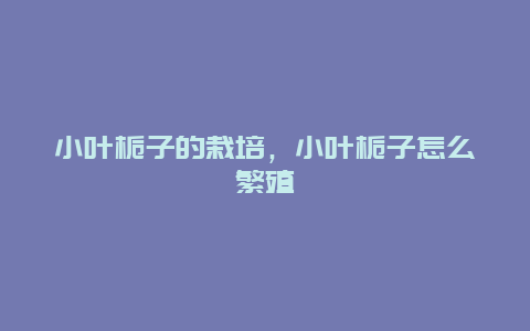 小叶栀子的栽培，小叶栀子怎么繁殖