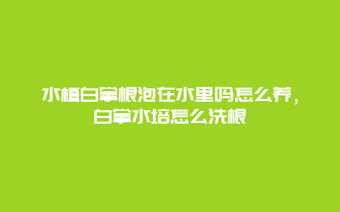 水植白掌根泡在水里吗怎么养，白掌水培怎么洗根