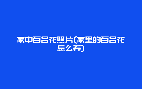 家中百合花照片(家里的百合花怎么养)