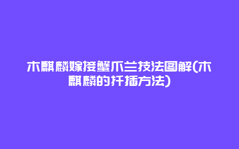 木麒麟嫁接蟹爪兰技法图解(木麒麟的扦插方法)