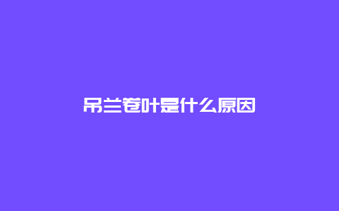 吊兰卷叶是什么原因