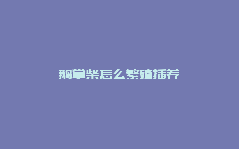 鹅掌柴怎么繁殖插养