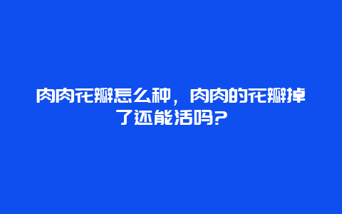 肉肉花瓣怎么种，肉肉的花瓣掉了还能活吗?