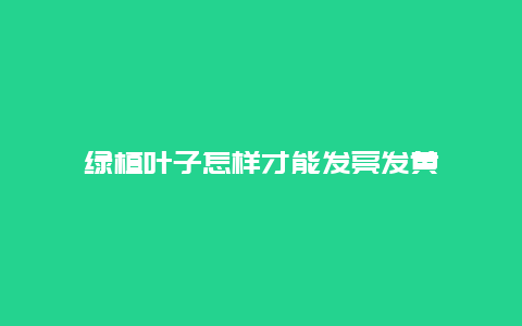 绿植叶子怎样才能发亮发黄