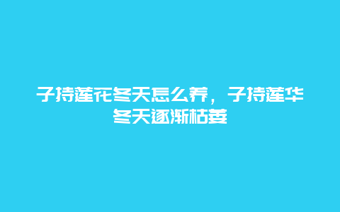 子持莲花冬天怎么养，子持莲华冬天逐渐枯萎