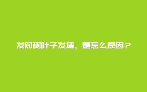 发财树叶子发焦，是怎么原因？