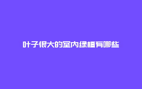 叶子很大的室内绿植有哪些