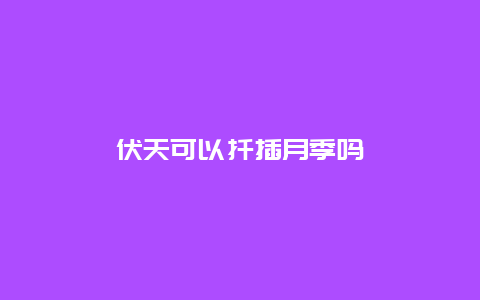 伏天可以扦插月季吗