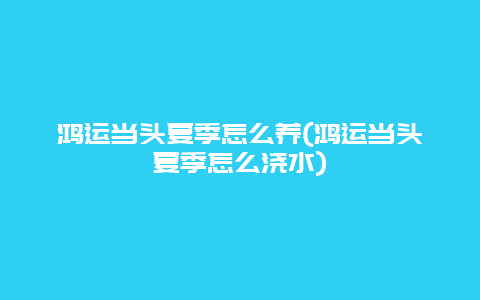 鸿运当头夏季怎么养(鸿运当头夏季怎么浇水)