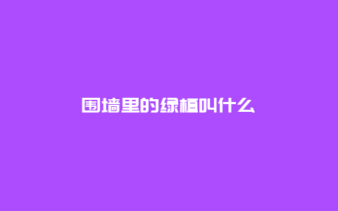 围墙里的绿植叫什么