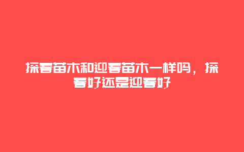 探春苗木和迎春苗木一样吗，探春好还是迎春好