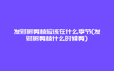 发财树剪枝应该在什么季节(发财树剪枝什么时候剪)