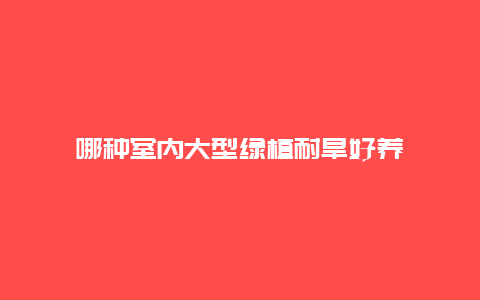 哪种室内大型绿植耐旱好养