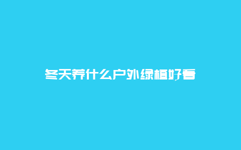 冬天养什么户外绿植好看