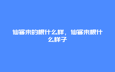 仙客来的根什么样，仙客来根什么样子