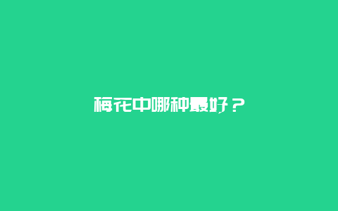 梅花中哪种最好？