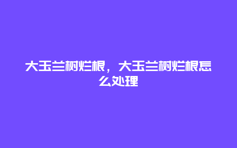 大玉兰树烂根，大玉兰树烂根怎么处理