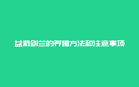 盆栽剑兰的养殖方法和注意事项