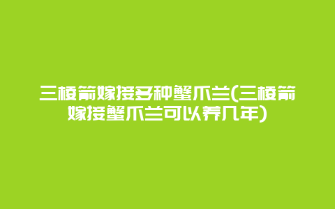 三棱箭嫁接多种蟹爪兰(三棱箭嫁接蟹爪兰可以养几年)