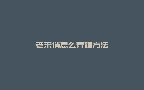 老来俏怎么养殖方法