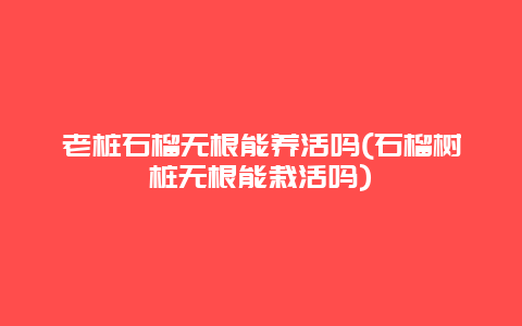 老桩石榴无根能养活吗(石榴树桩无根能栽活吗)