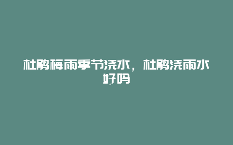 杜鹃梅雨季节浇水，杜鹃浇雨水好吗