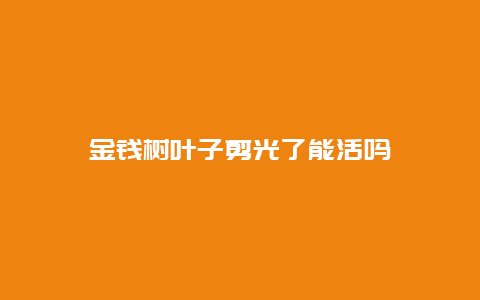 金钱树叶子剪光了能活吗