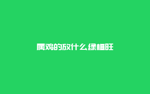 属鸡的放什么绿植旺