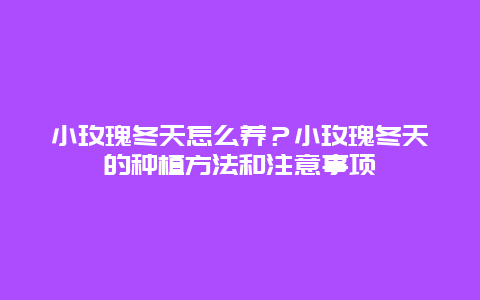 小玫瑰冬天怎么养？小玫瑰冬天的种植方法和注意事项