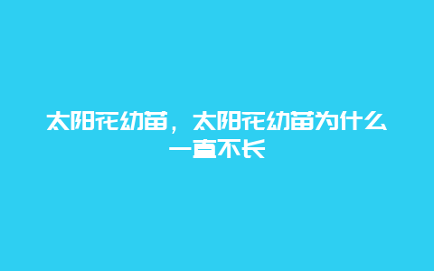 太阳花幼苗，太阳花幼苗为什么一直不长